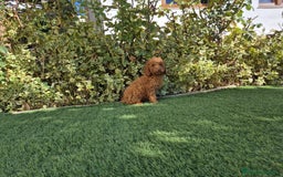 Caniche Toy perros en venta: CANICHE MACHO ROJO OPORTUNIDAD  - Imagen 5