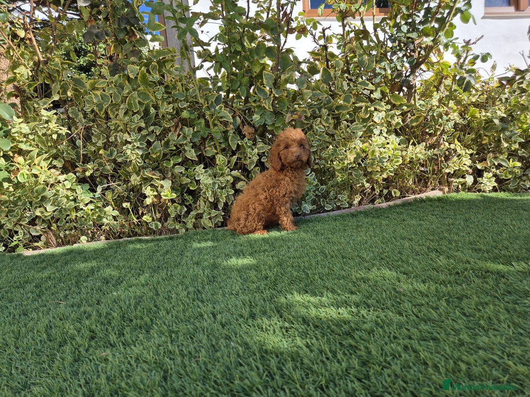 Caniche Toy perros en venta: CANICHE MACHO ROJO OPORTUNIDAD  - Imagen 5