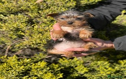 Yorkshire Terrier perros en venta: Yorkshire hembra micro  en Barcelona - Imagen 2