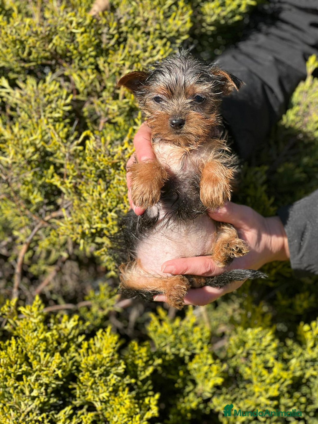 Yorkshire Terrier perros en venta: Yorkshire hembra micro  en Barcelona - Imagen 2