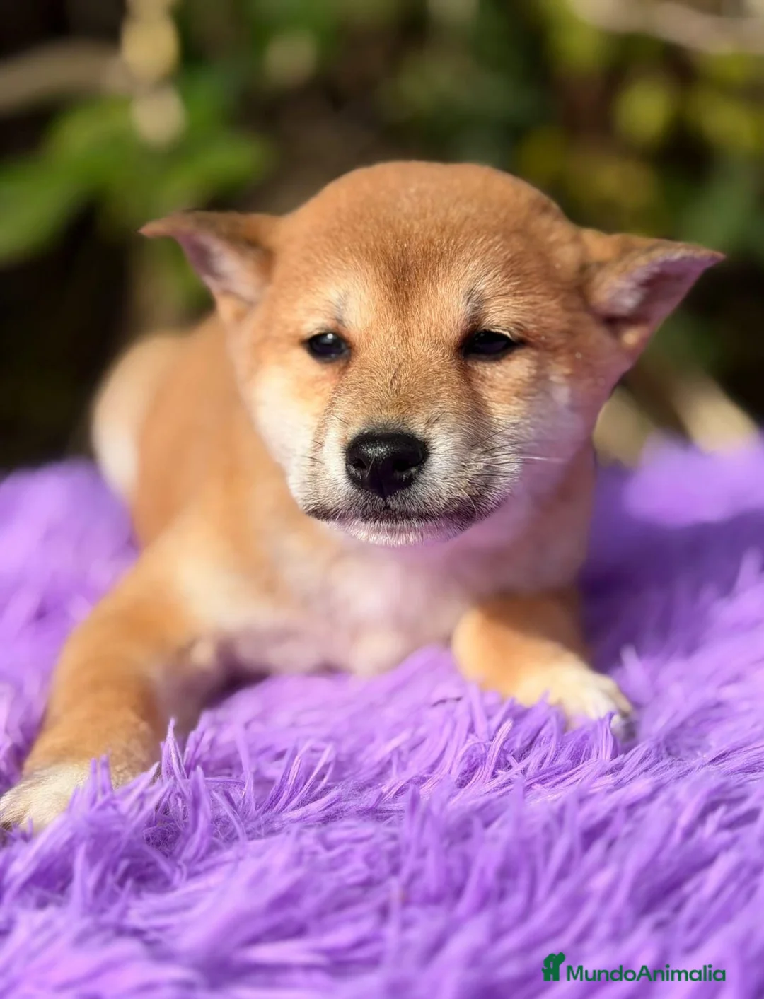 Shiba Inu perros en venta: SHIBA INU ROJOS DISPONIBLES - Anuncio 3