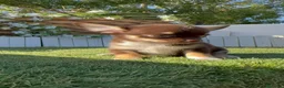 Chihuahua perros en venta: CHIHUAHUA CHOCOLATE - Anuncio 4
