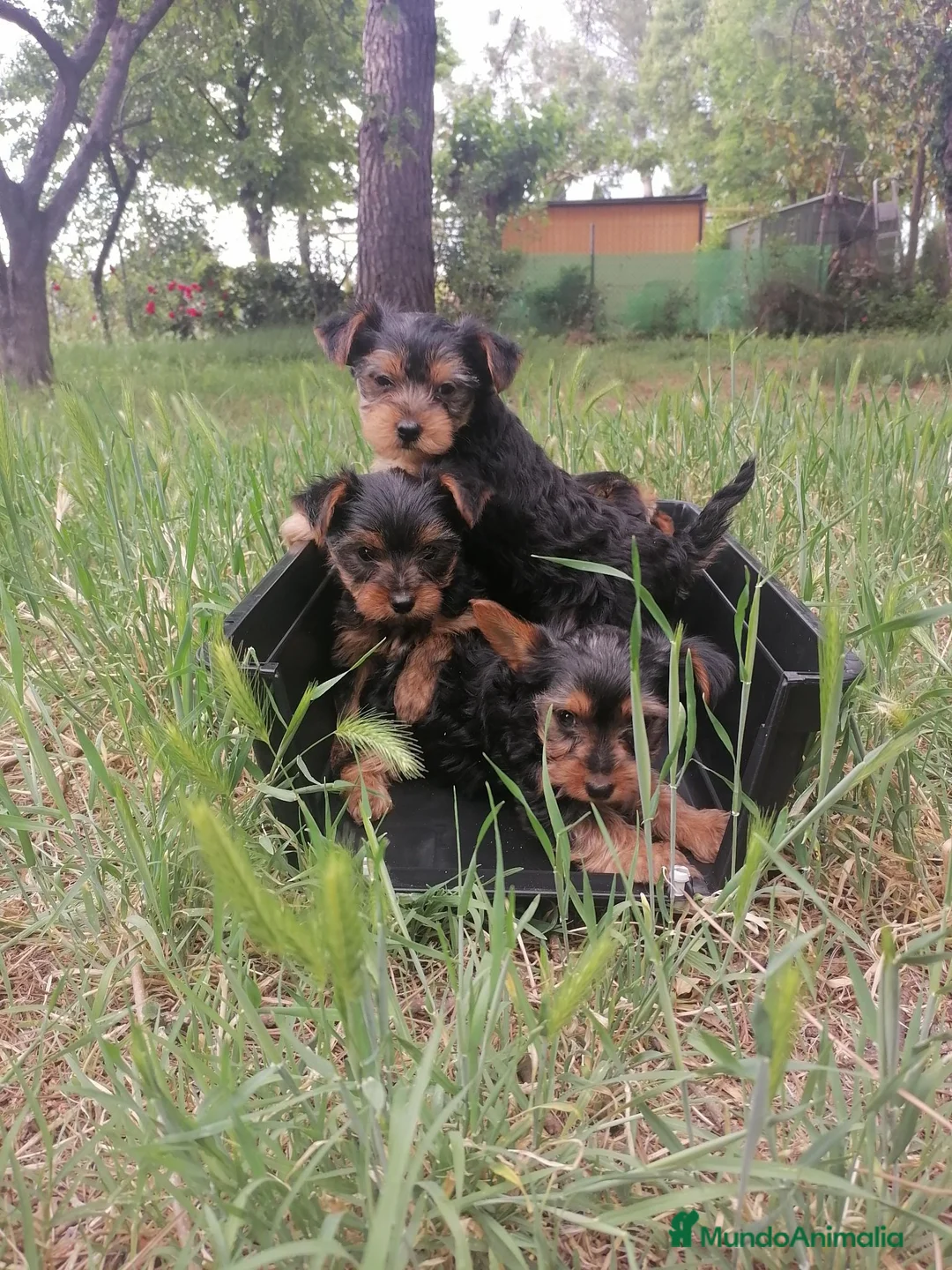 Yorkshire Terrier perros en venta: CACHORROS YORKSHIRE TERRIER - Anuncio 2
