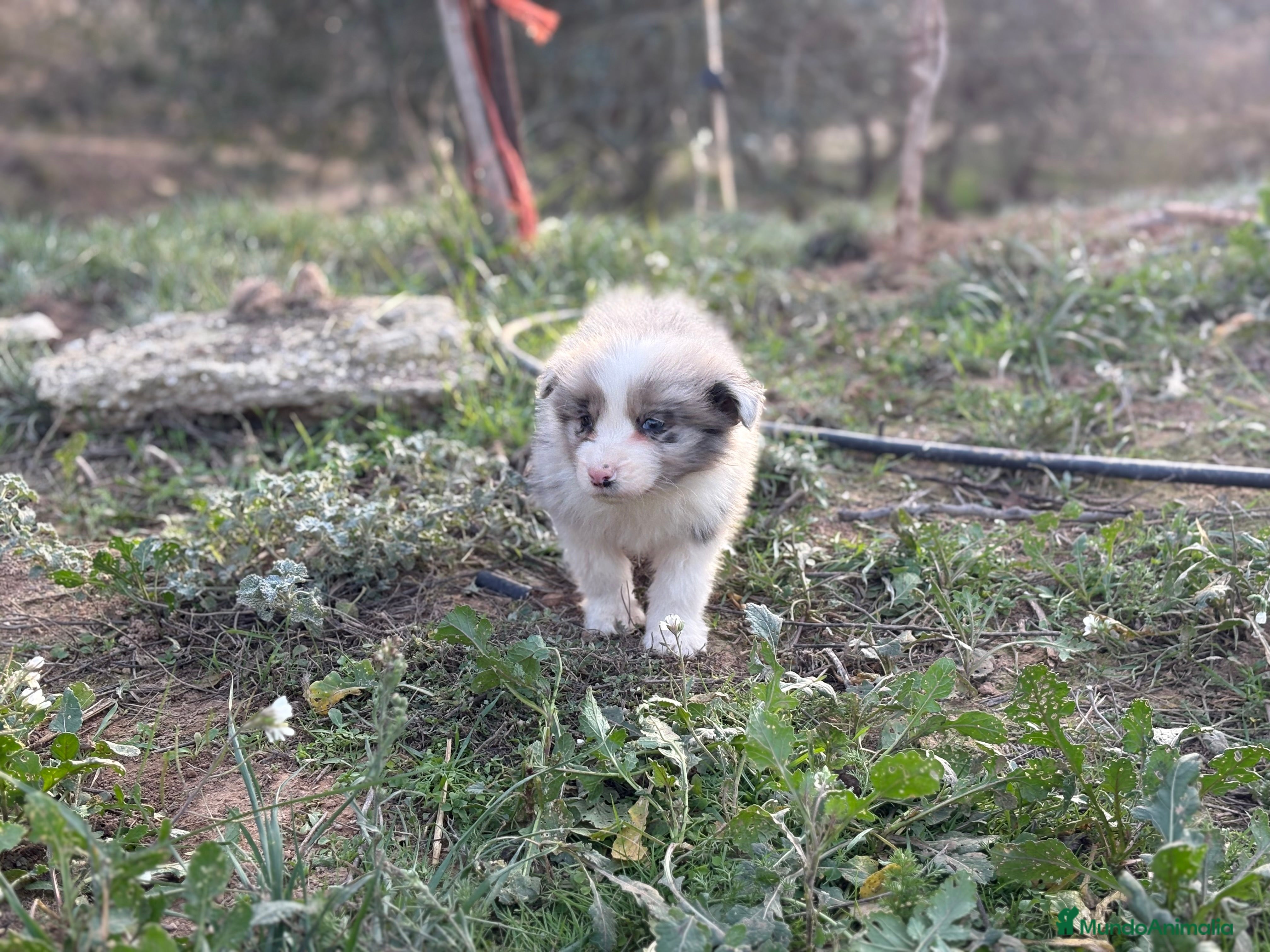 Border Collie perros 🐾 CACHORROS BORDER COLLIE DE ALTA CALIDAD 🐾 - Anuncio 4