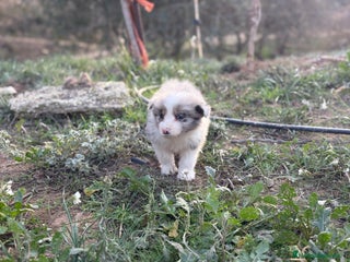Border Collie perros 🐾 CACHORROS BORDER COLLIE DE ALTA CALIDAD 🐾 - Anuncio 32
