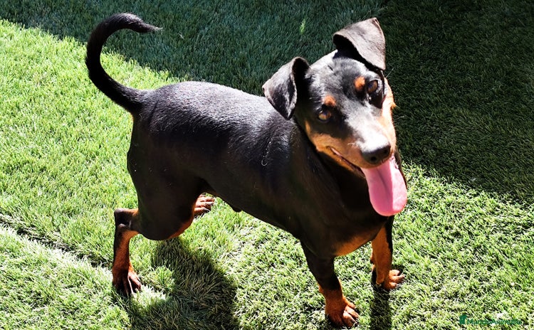Pinscher Miniatura perros - Anuncio 1