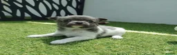 Chihuahua perros en venta: Chihuahua con pelos largo - Anuncio 2