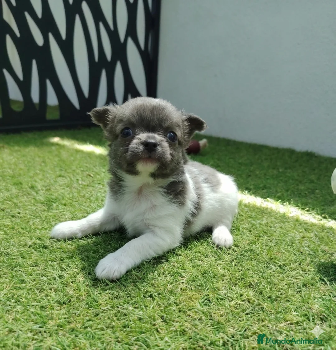 Chihuahua perros en venta: Chihuahua con pelos largo - Anuncio 2
