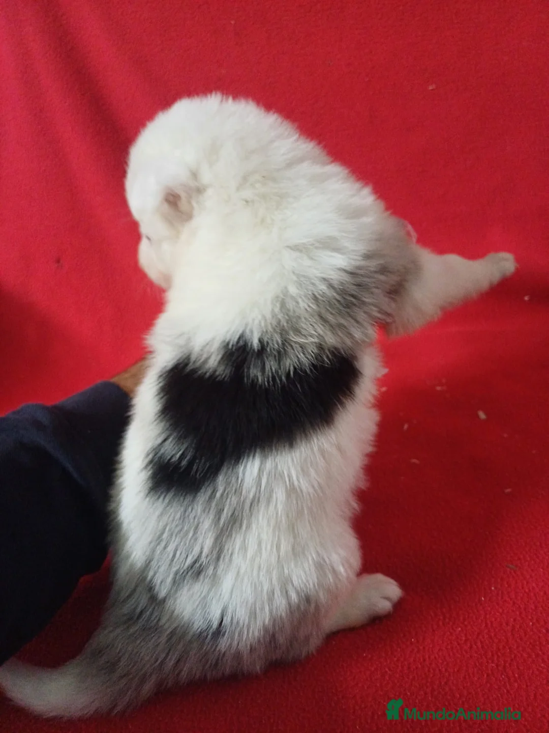 Border Collie perros en venta: Border Collie Merle  - Anuncio 2