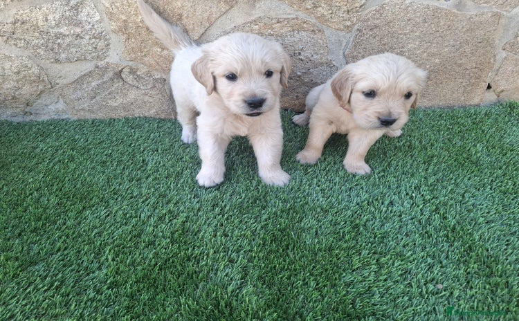 Golden Retriever perros - Anuncio 1