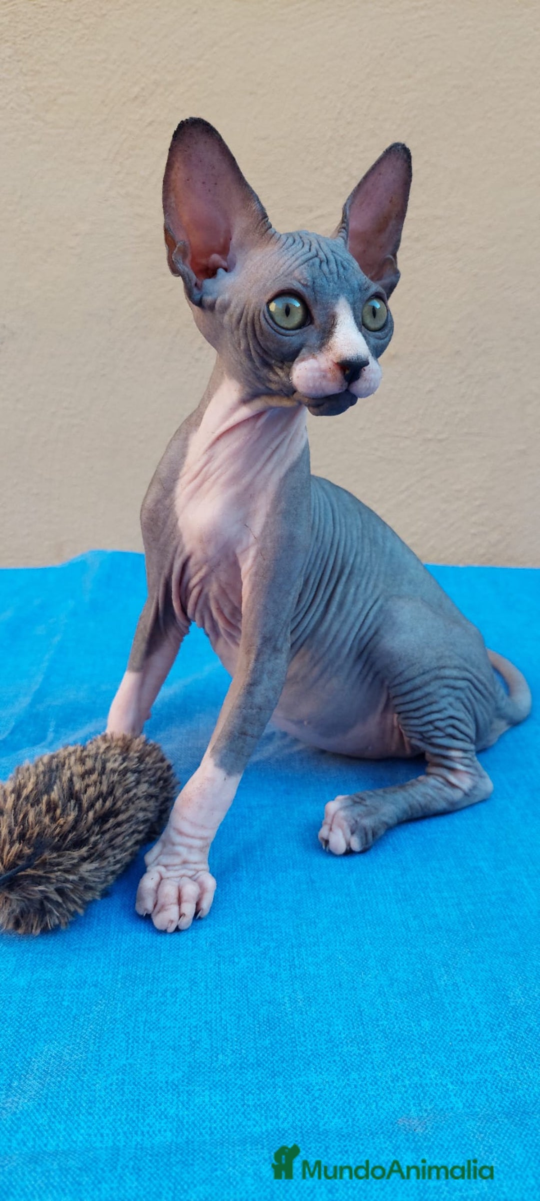 Sphynx gatos en venta: Nueva camada de gatitos sphynx  - Imagen 2