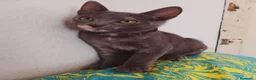 Europeo de Pelo Corto gatos en adopcion: Salvia en adopción  - Anuncio 3