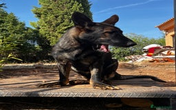 Pastor Belga Malinois perros en adopcion: Ari malinois busca casa - Imagen 5