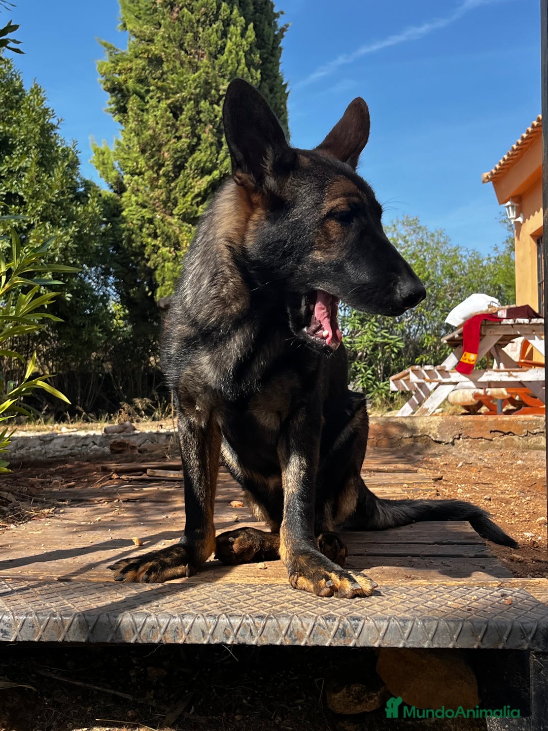 Pastor Belga Malinois perros en adopcion: Ari malinois busca casa - Imagen 5