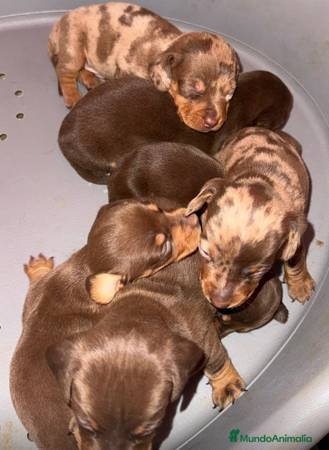 Teckel Miniatura perros en venta: Teckel mini arlequín chocolate disponible  - Anuncio 1