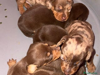 Teckel Miniatura perros Teckel mini arlequín chocolate disponible - Anuncio 1