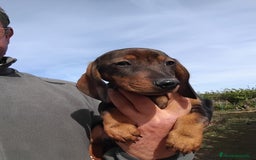 Teckel perros en venta: Cachorro macho teckel pelo corto  - Imagen 5