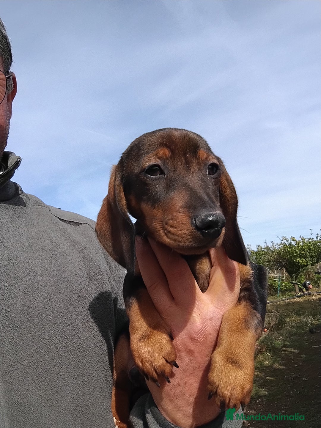 Teckel perros en venta: Cachorro macho teckel pelo corto  - Imagen 5