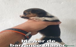 Biewer Yorkshire Terrier a la Pom Pon perros en venta: Biewer y golden con pedigree - Imagen 11
