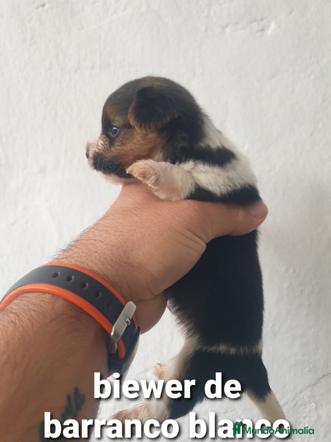 Biewer Yorkshire Terrier a la Pom Pon perros en venta: Biewer y golden con pedigree - Imagen 11