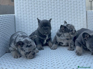 Bulldog Francés perros ‼️‼️BULLDOG FRANCES EXÓTICOS - Anuncio 15