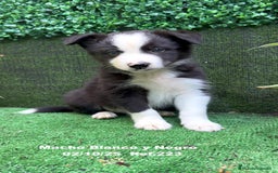 Border Collie perros en venta: BORDER COLLIE - Anuncio 8