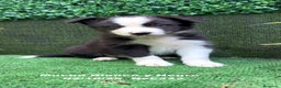 Border Collie perros en venta: BORDER COLLIE - Anuncio 8