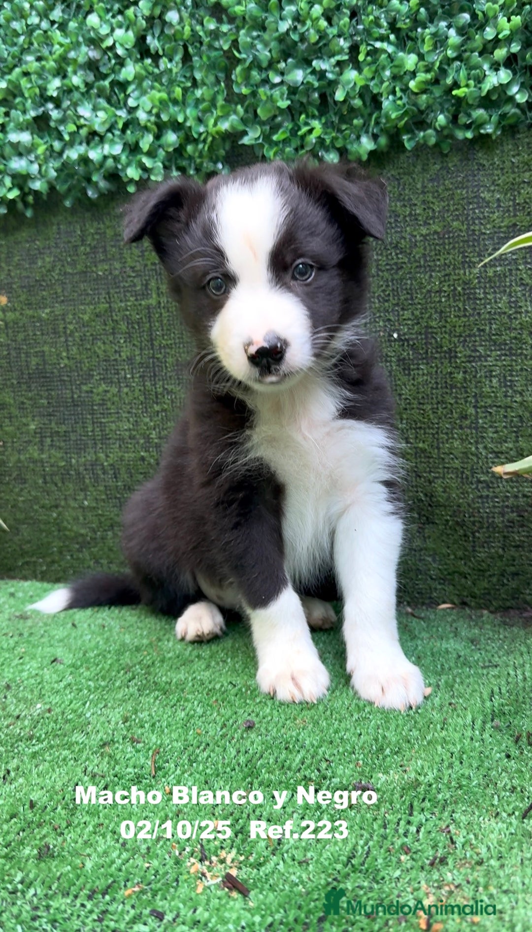 Border Collie perros en venta: BORDER COLLIE - Anuncio 8