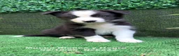 Border Collie perros en venta: BORDER COLLIE - Anuncio 8