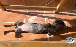 Teckel Miniatura perros en venta: Cachorros teckel arlequin chocolate  - Anuncio 4