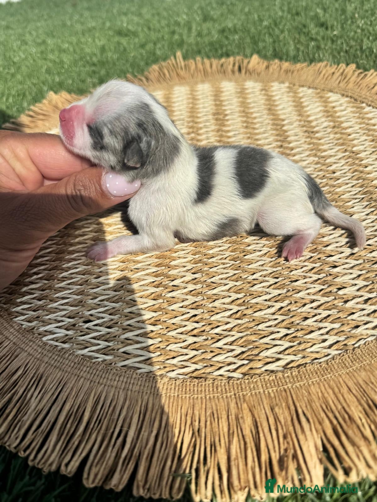 Pomerania perros POMERANIA 💙 - Anuncio 1