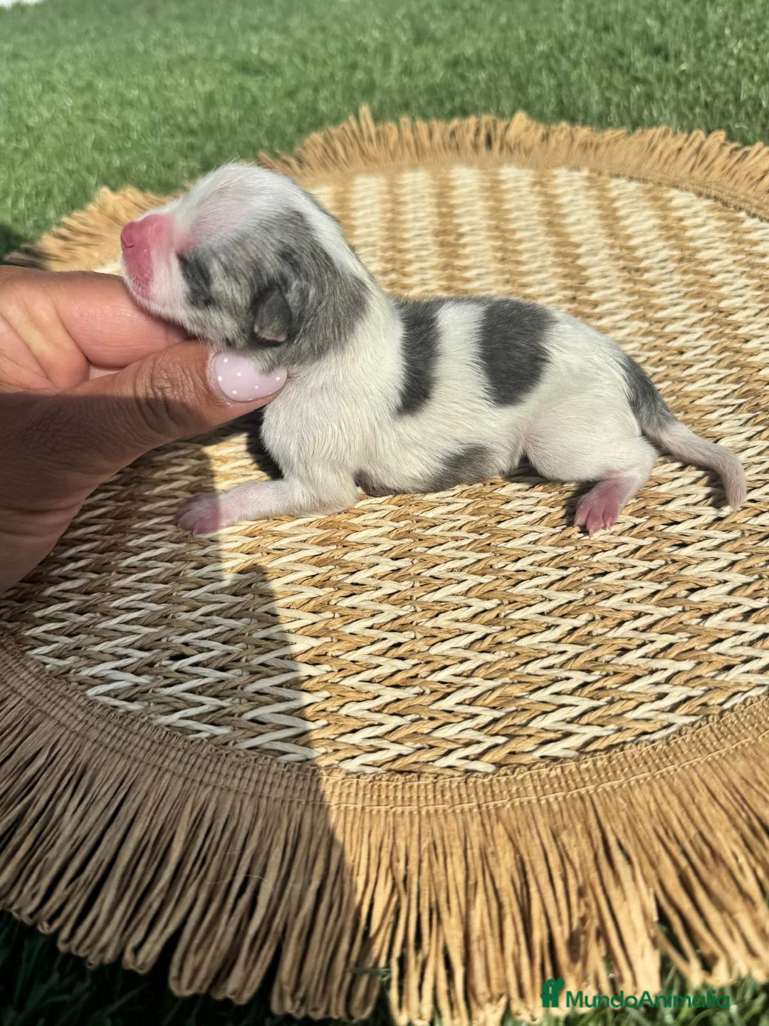 Pomerania perros en venta: POMERANIA 💙 - Anuncio 1