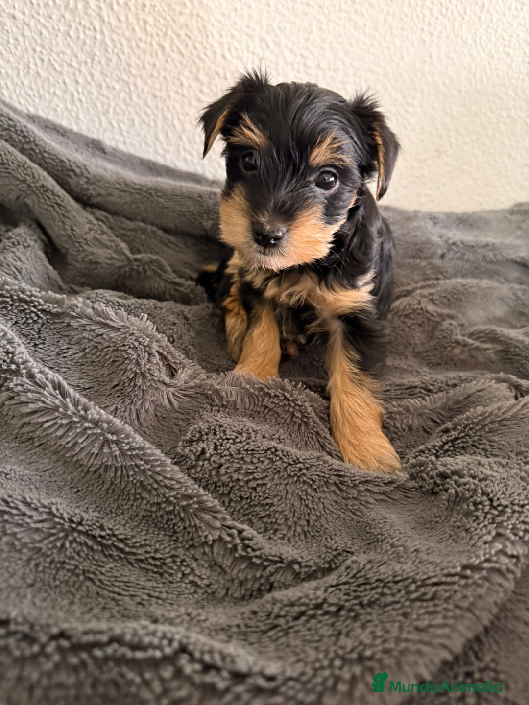 Yorkshire Terrier perros en venta: Yorkshire terrier  - Anuncio 3