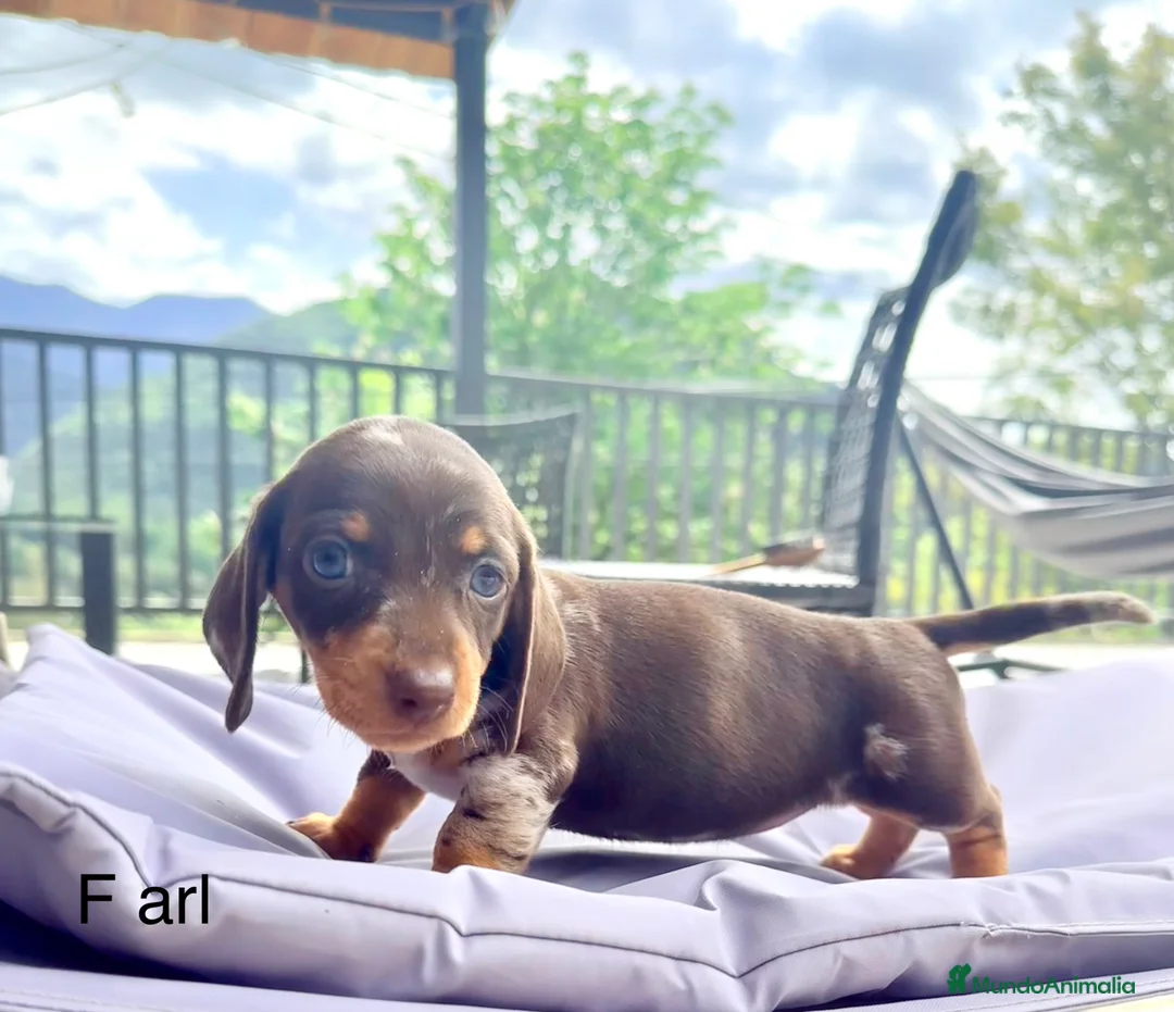 Teckel Miniatura perros en venta: TECKEL MINI - Anuncio 2