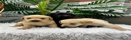Labrador Retriever perros en venta: LABRADOR RETRIEVER - Anuncio 7