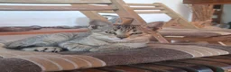Europeo de Pelo Corto gatos en venta: Gatito europeo atigrado - Anuncio 1