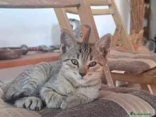 Europeo de Pelo Corto gatos Gatito europeo atigrado - Anuncio 13