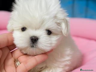 Bichón Maltés perros Bichón Maltés disponible - Anuncio 15
