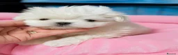 Bichón Maltés perros en venta: Bichón Maltés disponible - Anuncio 1
