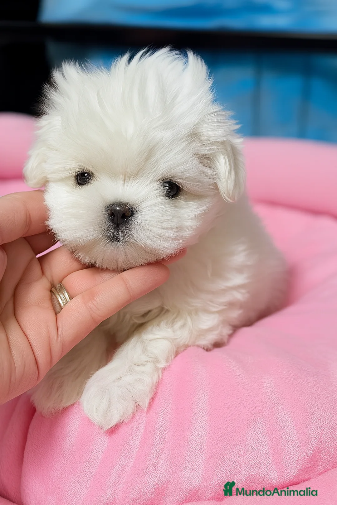 Bichón Maltés perros en venta: Bichón Maltés disponible - Anuncio 1