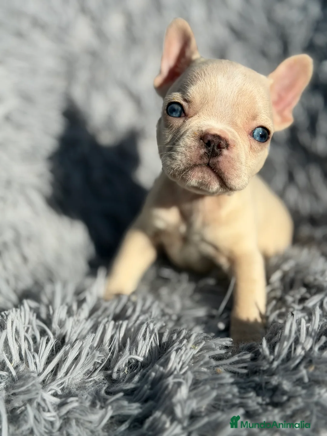 Bulldog Francés perros en venta: Bulldog Platimun  - Anuncio 3