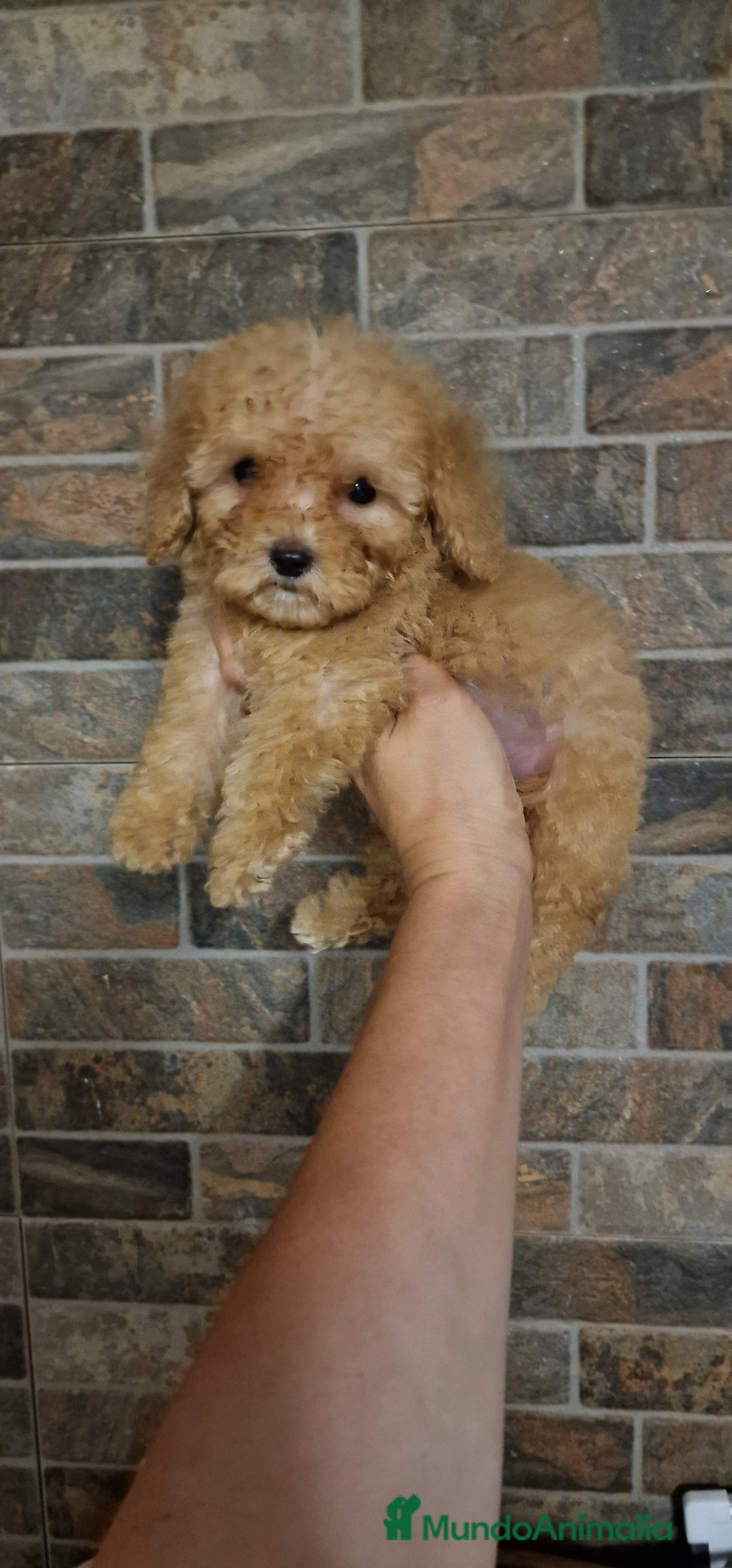 Caniche Toy perros en venta: HEMBRA CANICHE TOY APRICOT  - Imagen 1