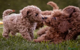 Caniche Toy perros en venta: Caniche Toy - Hembras apricot  - Imagen 3