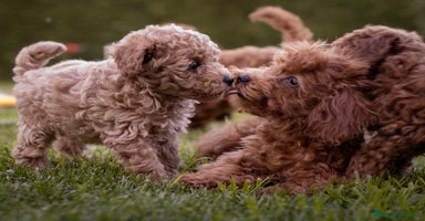 Caniche Toy perros - Anuncio 2