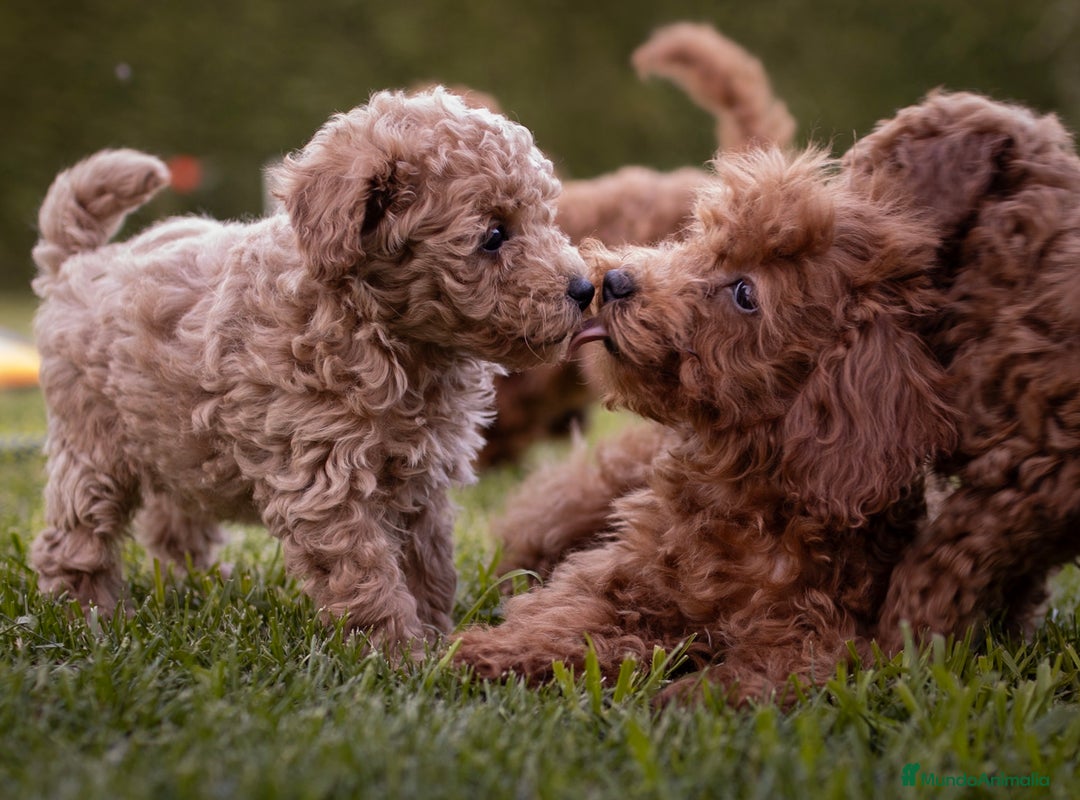 Caniche Toy perros en venta: Caniche Toy - Hembras apricot  - Imagen 3