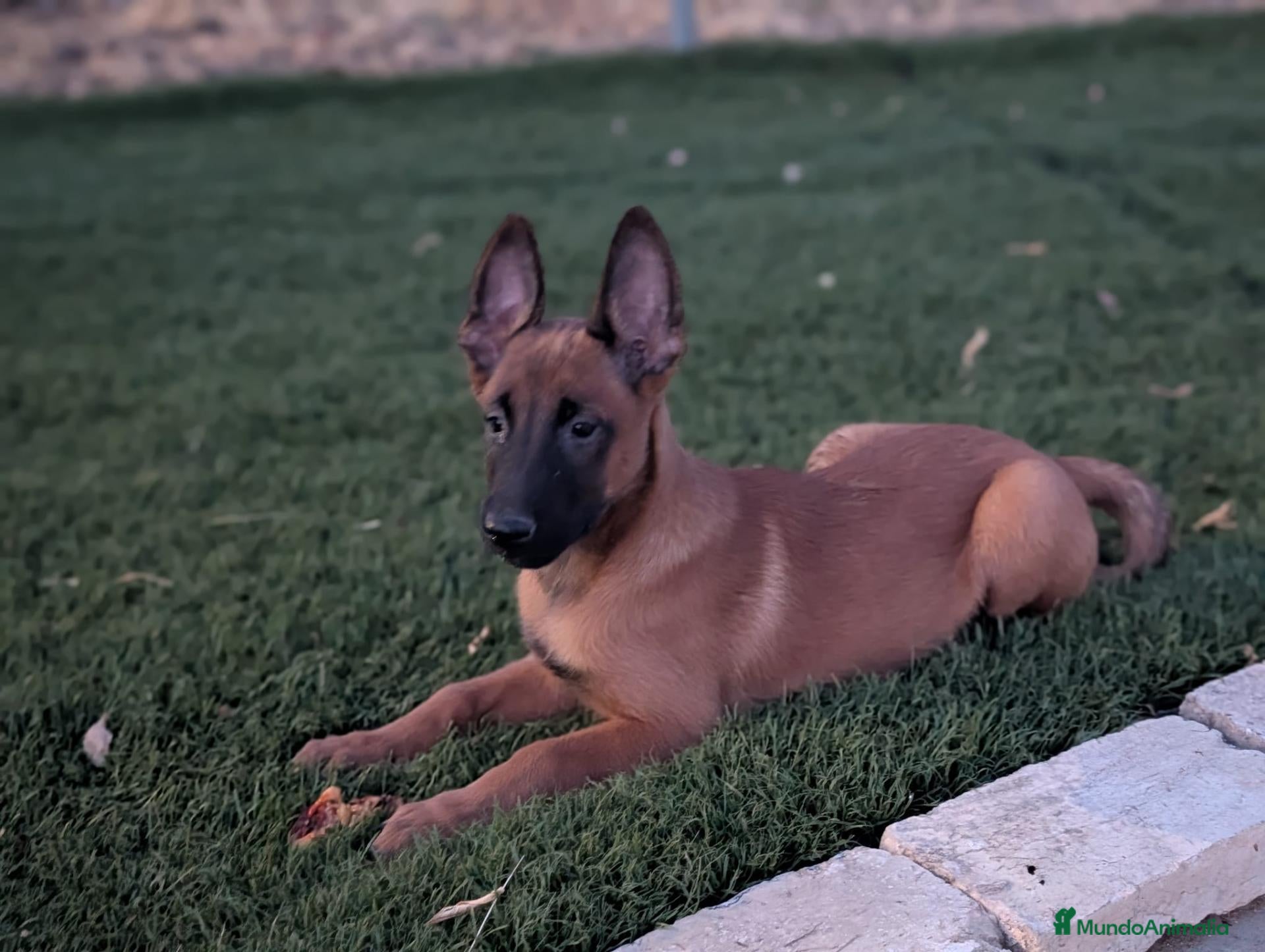 Pastor Belga Malinois perros Pastor belga malinois  - Anuncio 3