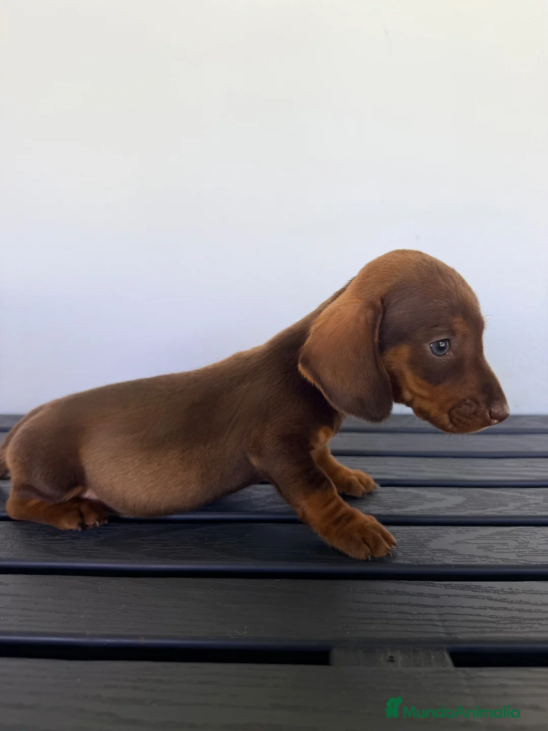 Teckel Miniatura perros en venta: TECKEL MINIATURA MACHO - Anuncio 2