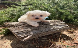 Bichón Maltés perros en venta: Bichon Maltés alta selección  - Imagen 5