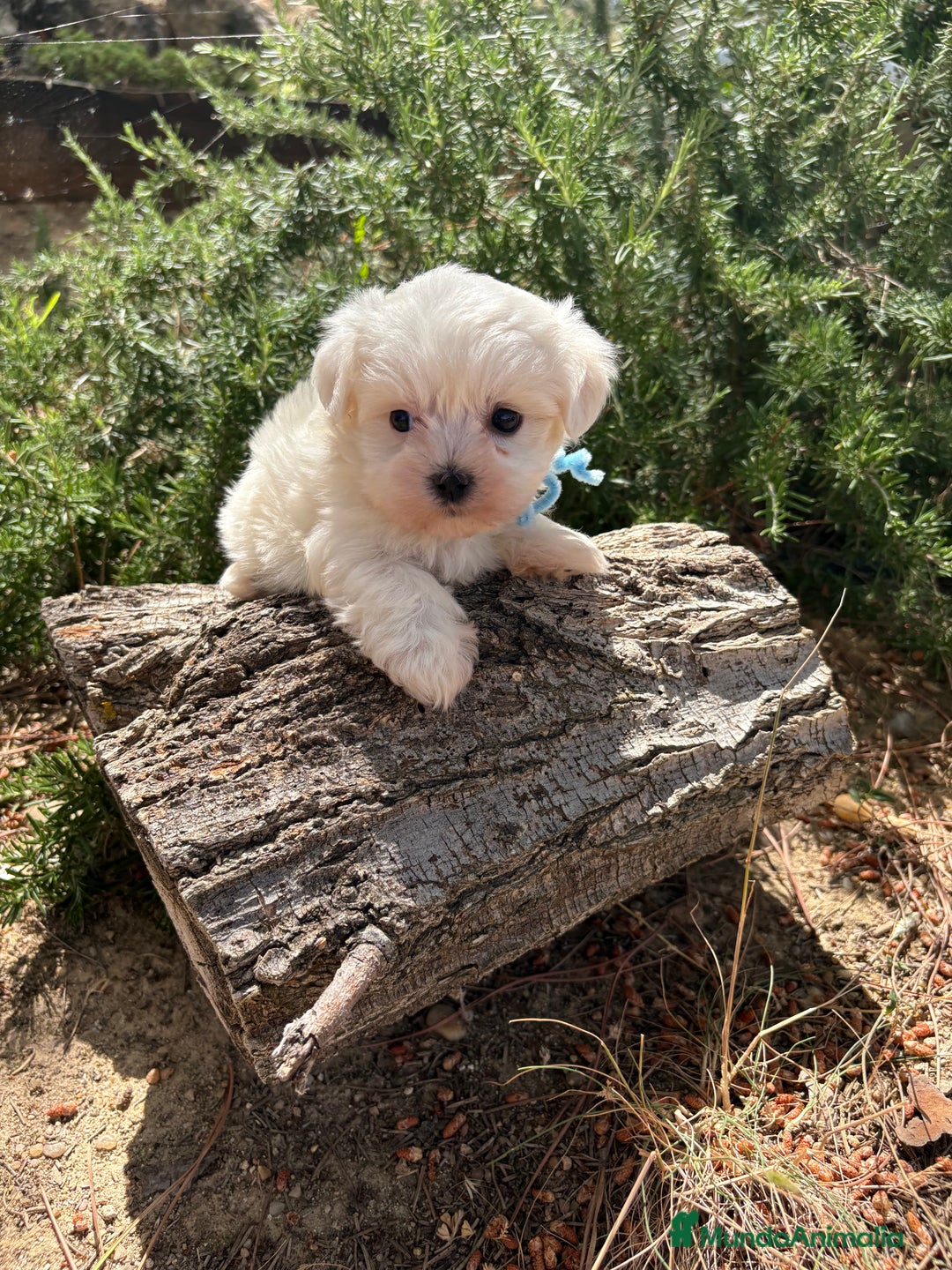 Bichón Maltés perros en venta: Bichon Maltés alta selección  - Imagen 5
