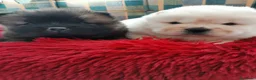 Chow Chow perros en venta: Bebés Chow-Chow  - Anuncio 2